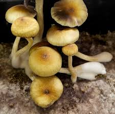 The Rise of Psychedelic Edibles